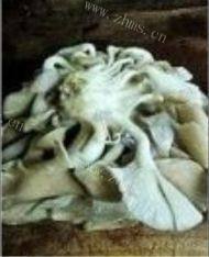 蘑菇炒肉做法图解1)