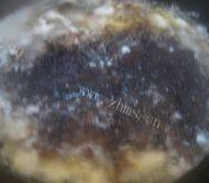 好喝的紫菜鸡蛋汤做法图解5)