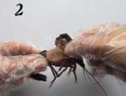 家常菜凉拌小龙虾做法图解2)