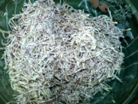 香煎芋丝饼做法图解5)