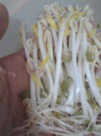 自发豆芽
