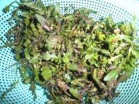 自己做的猪肉荠菜馄饨做法图解1)