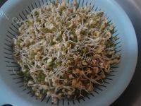 营养丰富的自制绿豆芽做法图解9)