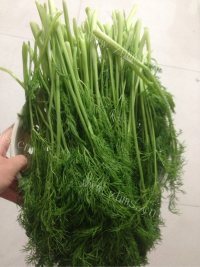 喷香的茴香包子做法图解1)
