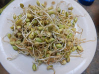家常菜豆芽炒肉做法图解1)