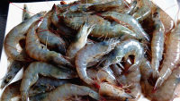 美味的白灼海虾做法图解1)