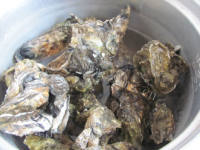 鲜美牡蛎豆腐做法图解2)