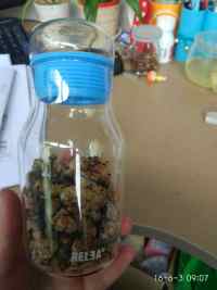 美味的琥珀桃仁