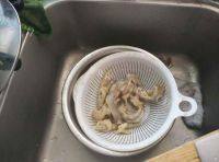 美味卤鸭掌鸡爪做法图解4)