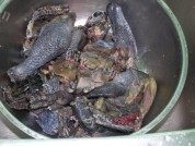 红枣乌鸡汤做法图解1)