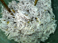 香煎芋丝饼做法图解9)