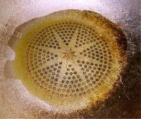 自制椒盐玉米脆饼做法图解5)