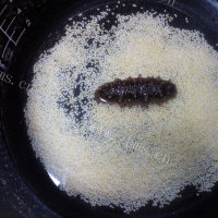 香糯爽滑的海参小米粥的做法图解三