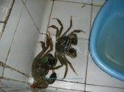美味的螃蟹鲫鱼汤做法图解2)