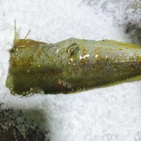 美味的香煎小黄鱼做法图解8)