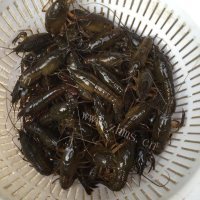 好吃的孜然香虾做法图解2)