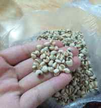 美味的杂粮粥做法图解2)