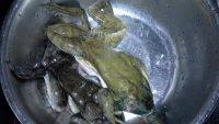 我的干锅牛蛙的做法图解一