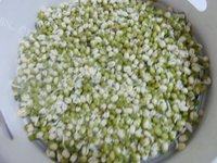 简易的自发绿豆芽做法图解7)