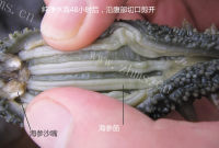 如何泡发海参做法图解4)