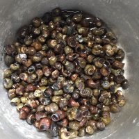 美味的香辣田螺肉做法图解1)