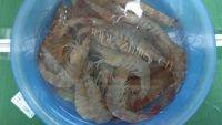 美味的白灼海虾做法图解1)