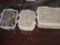 自制双色皮冻做法图解10)