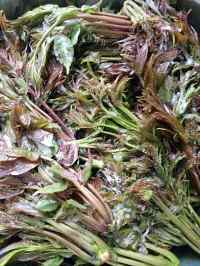 自制香椿咸菜做法图解4)