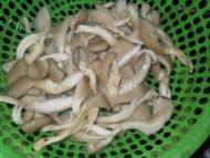 易做的平菇炒肉片做法图解3)