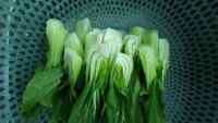 家常菜蒜香小白菜做法图解1)