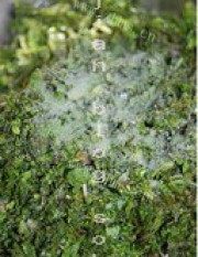 美味的荠菜鲜虾馄饨做法图解2)