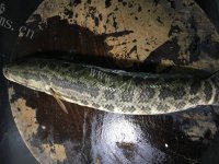 DIY水煮鱼做法图解2)