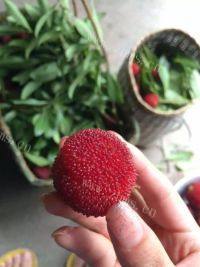 开胃的杨梅干做法图解3)