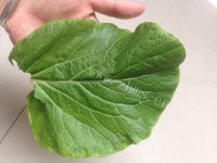 营养的青菜蛋羹做法图解4)