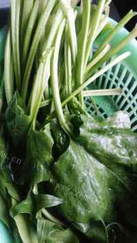 美味剁椒拌菠菜做法图解2)