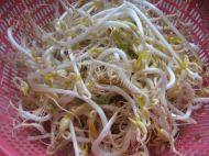 自发绿豆芽