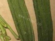 家常菜肉片炒圣瓜做法图解1)