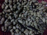 美味的煮花生做法图解3)