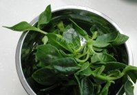 可口的凉拌穿心莲做法图解1)