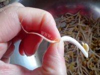 鲜香的素炒绿豆芽做法图解2)