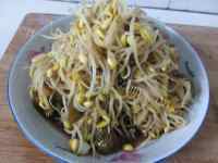 家常菜清炒黄豆芽