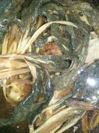 美味白菜干沉沙豆猪骨汤做法图解3)