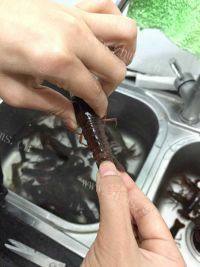 美味香辣啤酒小龙虾做法图解5)