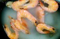 美味早餐香菇海鲜粥做法图解5)
