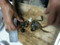 口感极佳的面拖蟹做法图解2)