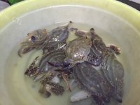 鲜美可口的水煮螃蟹做法图解1)