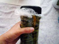 开胃的腌酸豆角做法图解11)