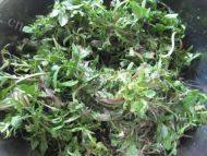 口感丰厚的凉拌荠菜做法图解1)