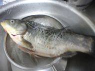 「健康美食」鲫鱼豆腐汤做法图解1)