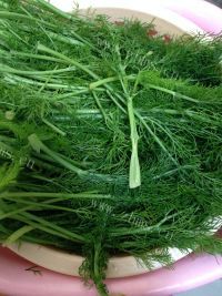 自制茴香猪肉包做法图解1)
